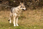 Disponibili Cuccioli di cane lupo Cecoslovacco