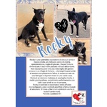 Rocky Cucciolone in Cerca D'amore - Foto n. 9