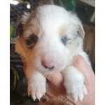 Cuccioli Border Collie Tricolor blu Merle Sable nero Marrone - Foto n. 1