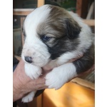 Cuccioli Border Collie Tricolor blu Merle Sable nero Marrone - Foto n. 2