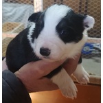 Cuccioli Border Collie Tricolor blu Merle Sable nero Marrone - Foto n. 3