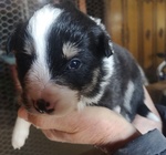 Cuccioli Border Collie Tricolor blu Merle Sable nero Marrone - Foto n. 4