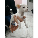 Cucciolo Chihuahua Bianco - Foto n. 1