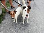 🐶 Fox Terrier in adozione a Roma (RM) e in tutta Italia da privato