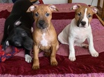 Cuccioli di Amstaff Disponibili a Ferrara