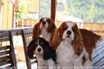 Cavalier king con Pedigree - Foto n. 1