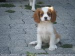 Cavalier king con Pedigree - Foto n. 2