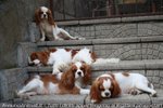 Cavalier king con Pedigree - Foto n. 3