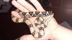 Serpenti femmina in vendita a Crema (CR) e in tutta Italia da privato