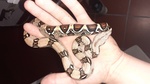 vendo boa constrictor imperator ancestrale baby