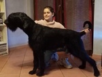 Cuccioli Schnauzer Gigante Nero - Foto n. 2