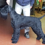 Cuccioli Schnauzer Gigante Nero