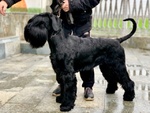 Cuccioli Schnauzer Gigante Nero - Foto n. 4