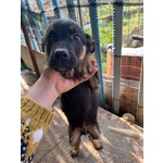 Adozione Urgente per Cucciolo in Pericolo!!!