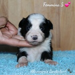 Cuccioli Border Collie