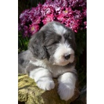 Bearded Collie Cuccioli