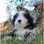 Bearded Collie Cuccioli - Foto n. 2