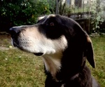 Cane Taglia Grande