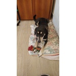 Cane Taglia Grande - Foto n. 2