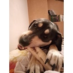 Cane Taglia Grande - Foto n. 5