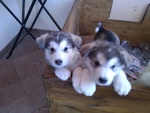 Cuccioli Alaskan Malamute - Foto n. 2