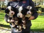 Cuccioli Bovaro del Bernese