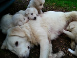 4 Meravigliosi Cuccioli di Maremmano Cercano Casa - Foto n. 2