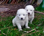 4 Meravigliosi Cuccioli di Maremmano Cercano Casa - Foto n. 5