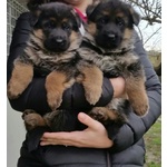 Stupendi Cuccioli di Pastore Tedesco di Altissima Genealogia - Foto n. 2