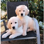 Disponibili Subito Cuccioli di Golden Retriever Color Miele e Champagne. Vaccinati, Sverminati