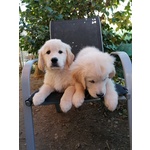 Disponibili Subito Cuccioli di Golden Retriever Color Miele e Champagne. Vaccinati, Sverminati - Foto n. 2