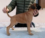 Cucciola Boxer Fulva - Foto n. 1