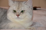 Gatti British Shorthair Colori blue Golden Shaded, Black Golden Shaded, blue Silver Shaded - Foto n. 2