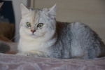 Gatti British Shorthair Colori blue Golden Shaded, Black Golden Shaded, blue Silver Shaded - Foto n. 5