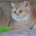 Gatti British Shorthair Colori blue Golden Shaded, Black Golden Shaded, blue Silver Shaded - Foto n. 8