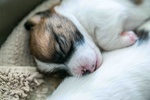 Jack Russell Terrier alta Genealogia - Foto n. 2