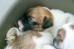 Jack Russell Terrier alta Genealogia - Foto n. 3