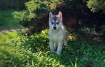 Cucciolo Husky con Pedigree e Occhi Eterocromi