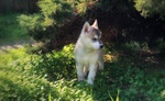 Cucciolo Husky con Pedigree e Occhi Eterocromi - Foto n. 2