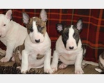 Cuccioli bull Terrier Maschi Femmine - Foto n. 3