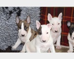 Cuccioli bull Terrier Maschi Femmine - Foto n. 4