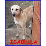 Isabella tg Media 2 anni i suoi Occhi Tristi Chiedono Amore