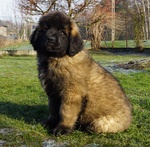 Ultimi Cuccioli Leonberger Disponibili