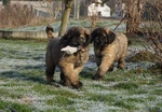 Ultimi Cuccioli Leonberger Disponibili - Foto n. 3