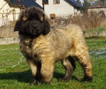 Ultimi Cuccioli Leonberger Disponibili - Foto n. 4