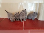 Bellissimo British Shorthair