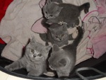 Bellissimo British Shorthair - Foto n. 2