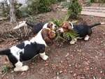 Meravigliosi Cuccioli di Bassethound - Foto n. 4