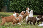 Cuccioli American Staffordshire Terrier - Foto n. 2