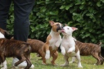 Cuccioli American Staffordshire Terrier